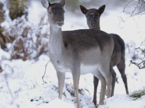 Supporting image for story: WATCH: Wildlife video captures snowy beauty of Cannock Chase