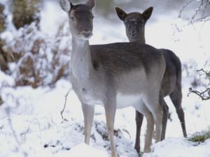 Supporting image for story: WATCH: Wildlife video captures snowy beauty of Cannock Chase
