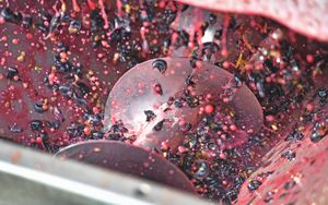Harvest time at Halfpenny Green Wine Estate, Bobbington, near Stourbridge