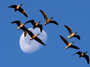 Supporting image for story: Magnetic ‘compass’ discovered in the human brain