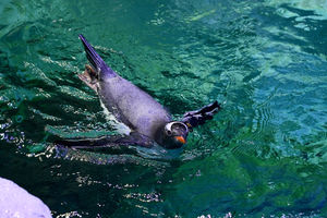 Penguin swimming at the National Sea Life Centre