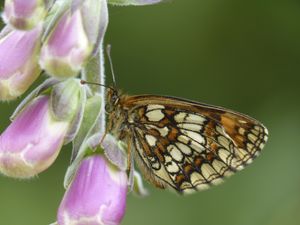 Supporting image for story: Exmoor estate sees resurgence of rare butterfly once on brink of extinction