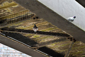 A trapped pigeon underneath the bridge, while another appears to wait for the bird to get free