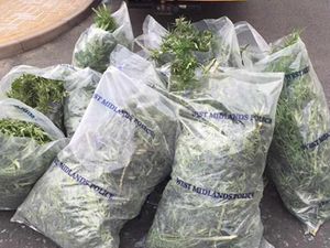 Supporting image for story: Man arrested after £336k cannabis uncovered in Tipton drug factory