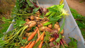 Pick your own farm fresh veggies is included in the ticket price (alongside one pumpkin per person)