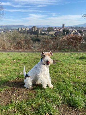 Freddie is owned by Sue Bradley of Ludlow