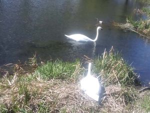Supporting image for story: WATCH: Romance blossoms as it's love at first sight for Whittington Castle swans