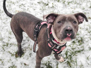 Supporting image for story: RSPCA reveals shocking figures for animal neglect reports in Shropshire as country faces a three-year high