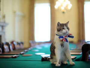 Supporting image for story: Paw-sing for thought on halting cat-aclysm