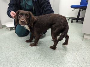 Supporting image for story: Startling RSPCA figures show West Midlands in top two for animal beatings with a 107-per-cent rise