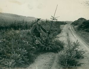 Mr Andrew Poole, a Forestry Commision ganger preparing a traditional spruce tree on Cannock Chase in December, 1970. Other duties included patrolling the Chase, ensuring trees were not taken without payment.