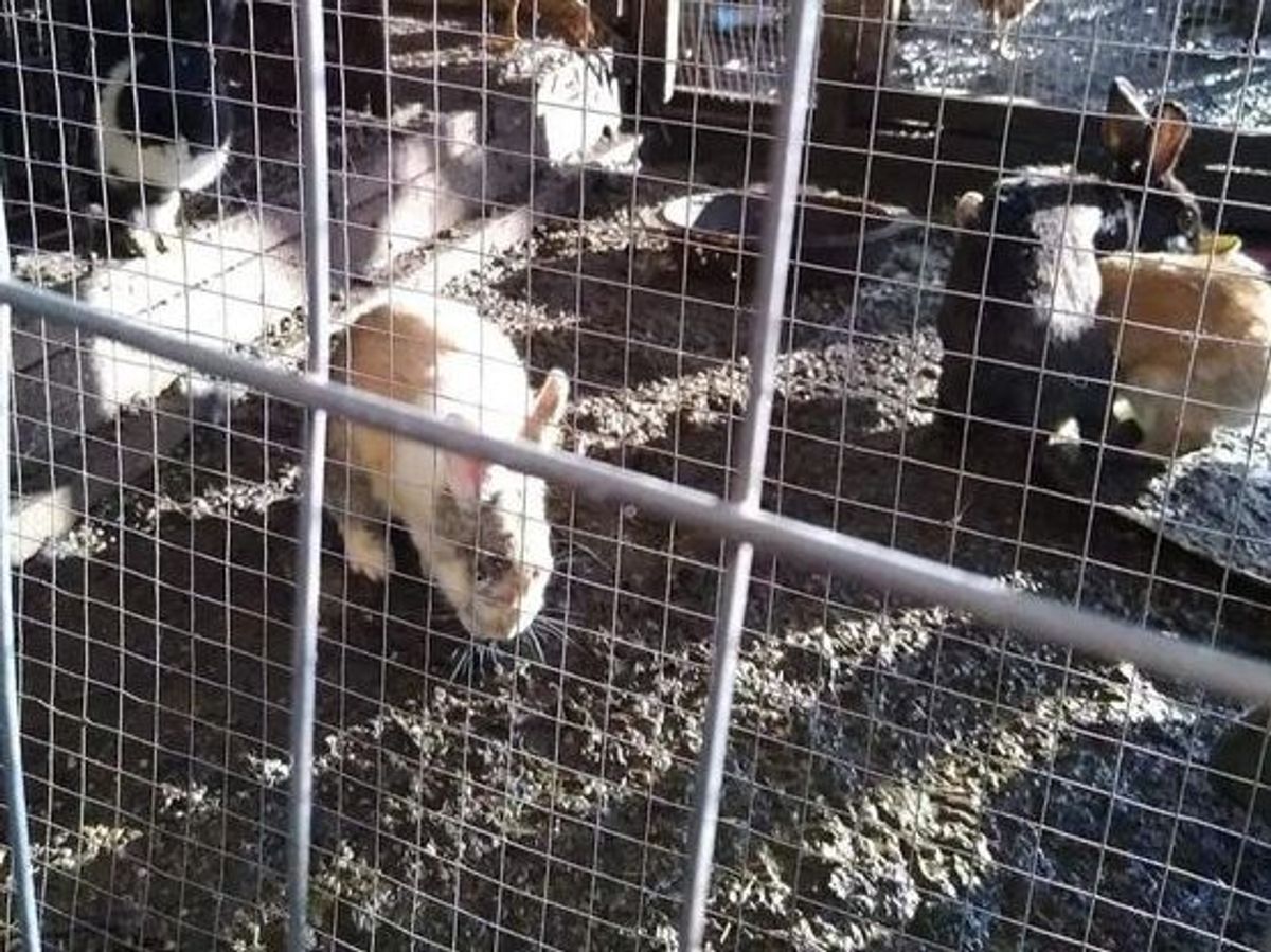 Shropshire animal sanctuary to take in poorly rabbits rescued in ...