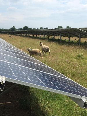 Sheep grazing at the Twemlows solar farm.
