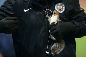 The squirrel is finally caught. Credit: Manchester City