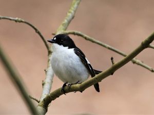 Supporting image for story: Talk is sure to give bird lovers in south Shropshire a 'tweet' on Valentine's Day