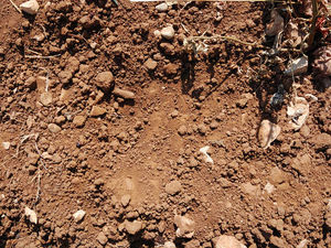 Supporting image for story: Hidden world can be found by exploring 'lifeless' soil