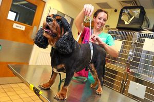 Oscar has now shed 39 per cent of his bodyweight after going on a strict regime. He is pictured with PDSA vet nurse Sarah Banning