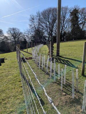 New planted hedgerow, complete with protection from grazing animals.