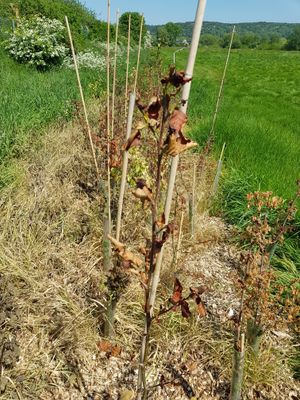 Some of the damaged trees