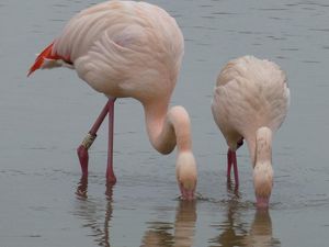 Supporting image for story: Flamingos ‘form lasting friendships and some behave like married couples’