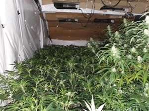 Supporting image for story: Cannabis plants worth £200k seized from Penn address