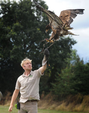 New recruit to the 'Wild Wings free flight bird show', is 'Philippe', a bald eagle, with director Zachary Hollinshead