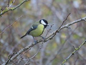 A great tit