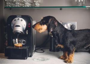 Home working pal Credit:Ridley Scott