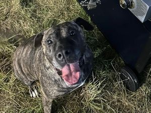 Supporting image for story: Animal rescue desperately looking for home after dog seized from 'squalid flat' 