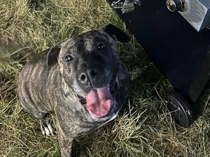 Supporting image for story: Animal rescue desperately looking for home after dog seized from 'squalid flat' 