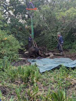 Caramel the mare was stuck in mud. Picture: Amber Watch Wellington
