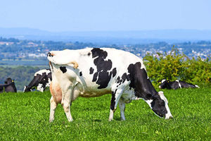 Muller has been the focus of fury over milk prices