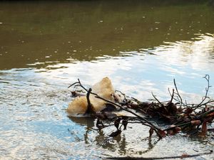 Supporting image for story: ‘Record’ 81 criminal investigations into water sector as sewage inspections soar