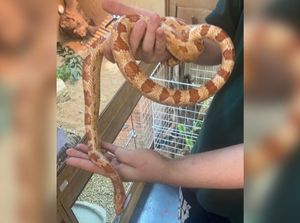 The corn snake handed in at Abbie's Pets & Exotics. Photo: Abbie's Pets & Exotics