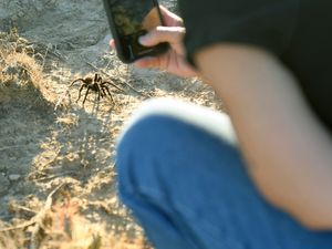 Supporting image for story: Spider lovers scurry to Colorado town in search of mating tarantulas