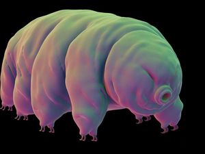 Supporting image for story: Tardigrades will stick around for at least another 10 billion years, scientists believe
