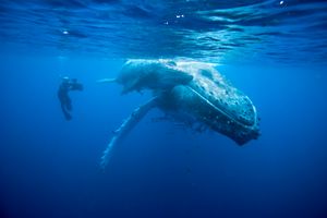 Doug Allan filming Humpback whale mother and calf (Megaptera novaeangliae), Kingdom of Tonga, South Pacific, during filming for Planet Earth, Sept 2005.