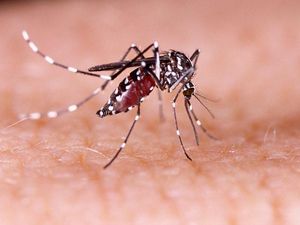 Supporting image for story: Scientists set out to discover why some people are more attractive to mosquitoes than others