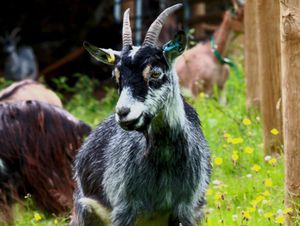 Supporting image for story: Goat left needing treatment after dog attack in Powys
