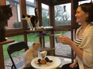 Supporting image for story: Book in at Shropshire cat cafe