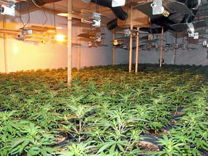 Supporting image for story: Police uncover huge £2m cannabis factory in Stourport
