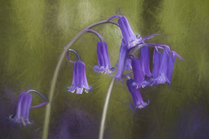 Norman O‘Neill – Bluebells