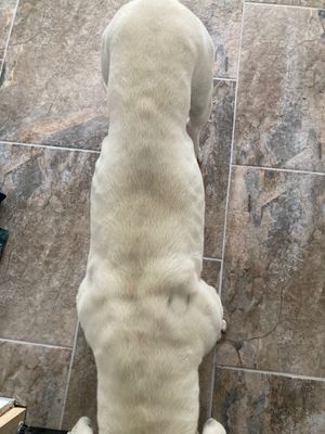 Major was much thinner when he was seized by police.