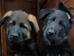 Supporting image for story: CCTV appeal after theft of 14-week-old dogs in Birmingham