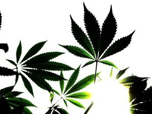 Supporting image for story: Cannabis extract ‘helps overcome abnormal brain activity in psychosis’