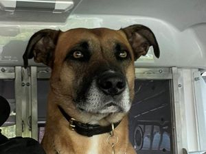 Supporting image for story: Bail granted for man who attempted to gouge police dog's eyes