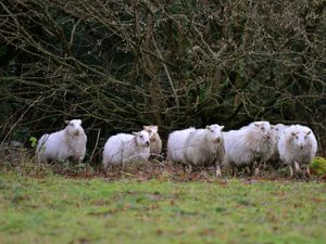 Supporting image for story: Sheep rustler who stole 600 animals rumbled after victim recognised sheep for sale