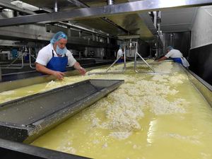Supporting image for story: Shropshire cheese firm picks up 44 awards at international show