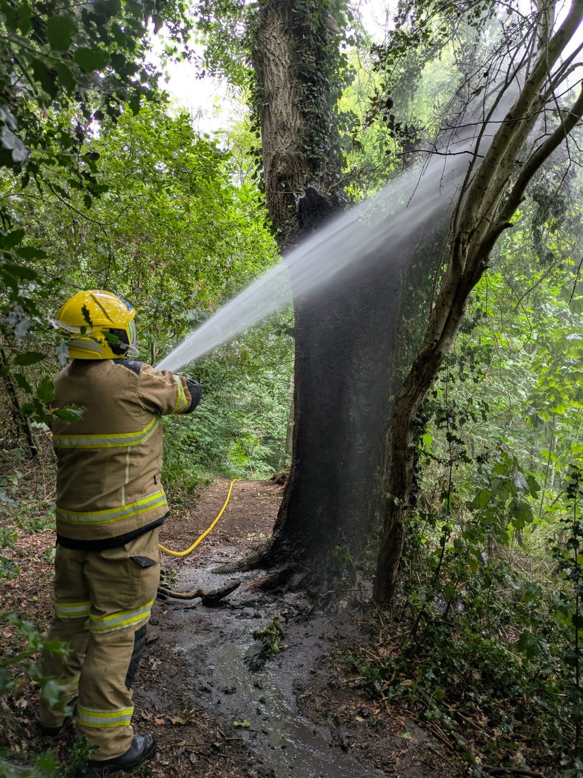 Firefighters tackle deliberate tree fire in north Shropshire park