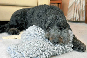 The humble hero Henry relaxes at home